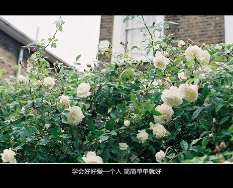 学会好好爱一个人，简简单单就好