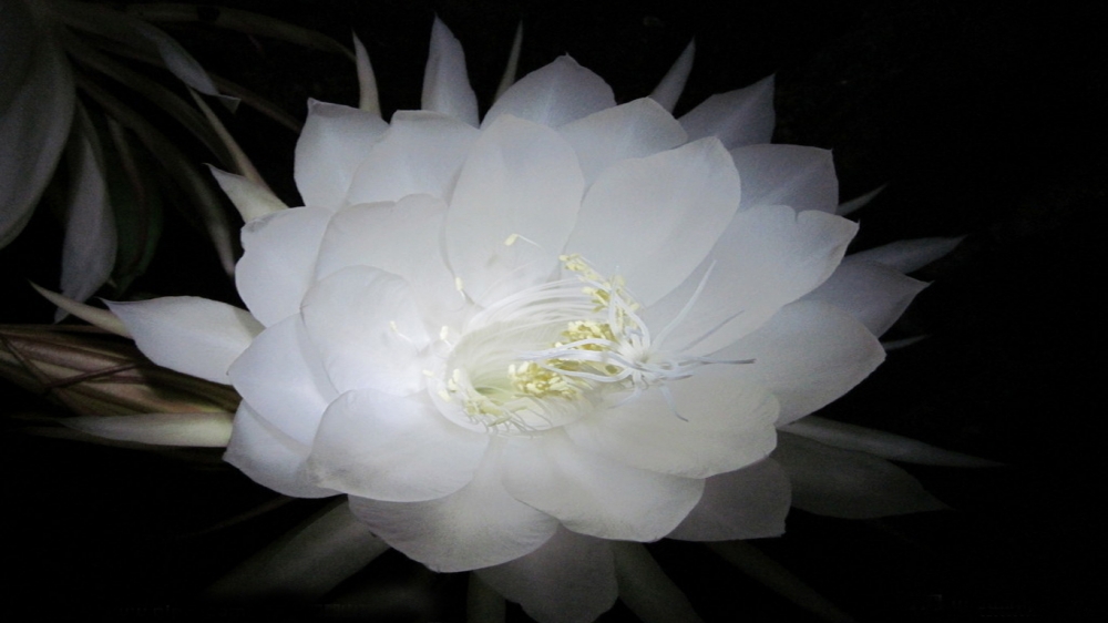 白色的昙花
