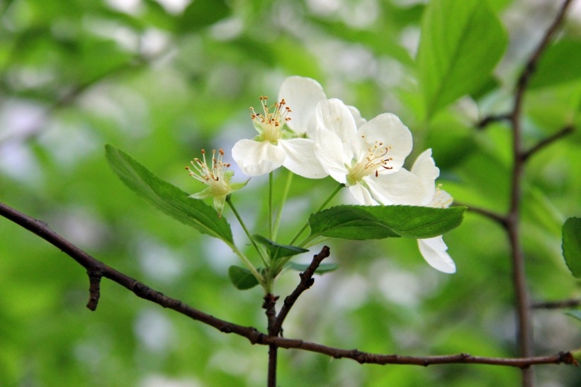 海棠花高清图片