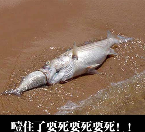 吃货的执着啊！