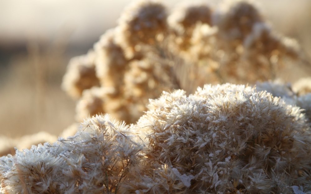 冬天冰雪植物宽屏壁纸