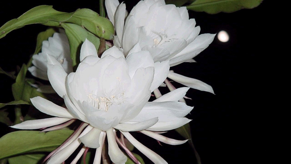 白色的昙花