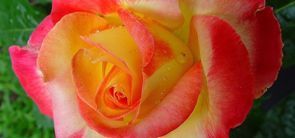 玫瑰，花蕾，粉红色花瓣，水滴，桌面壁纸