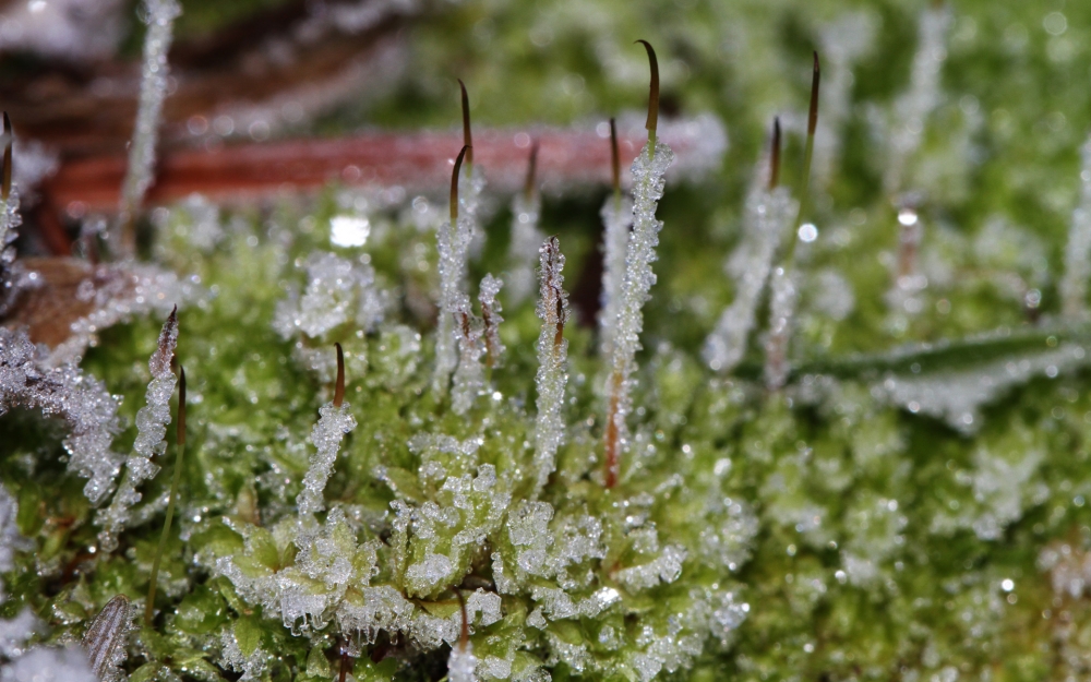 冬天冰雪植物宽屏壁纸