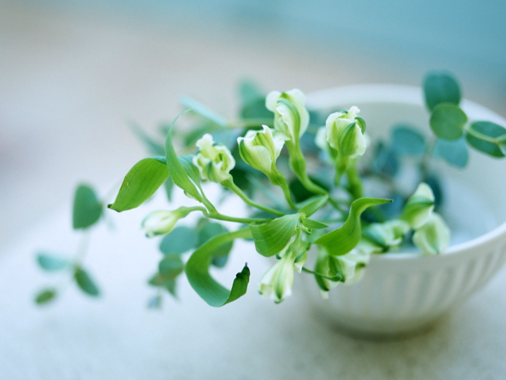 温馨室内花卉植物清新叶子高清图片