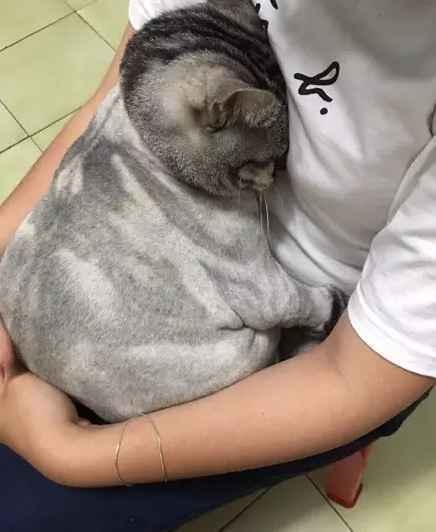 剃完毛之后不开心的喵星人