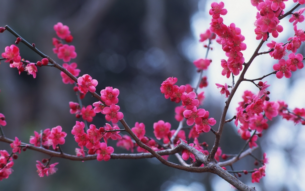 春天盛放的花朵高清大图桌面壁纸