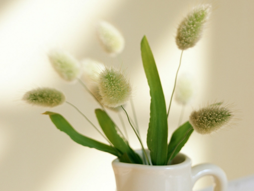 温馨室内花卉植物清新叶子高清图片