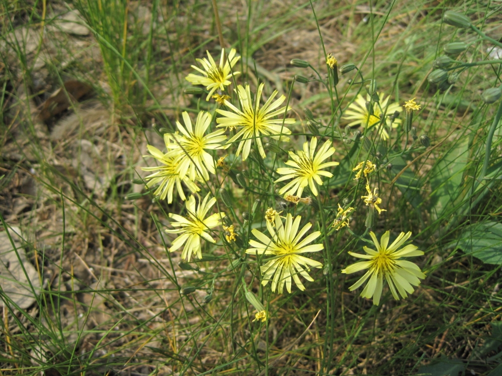 苦菜花花卉黄色花朵桌面壁纸