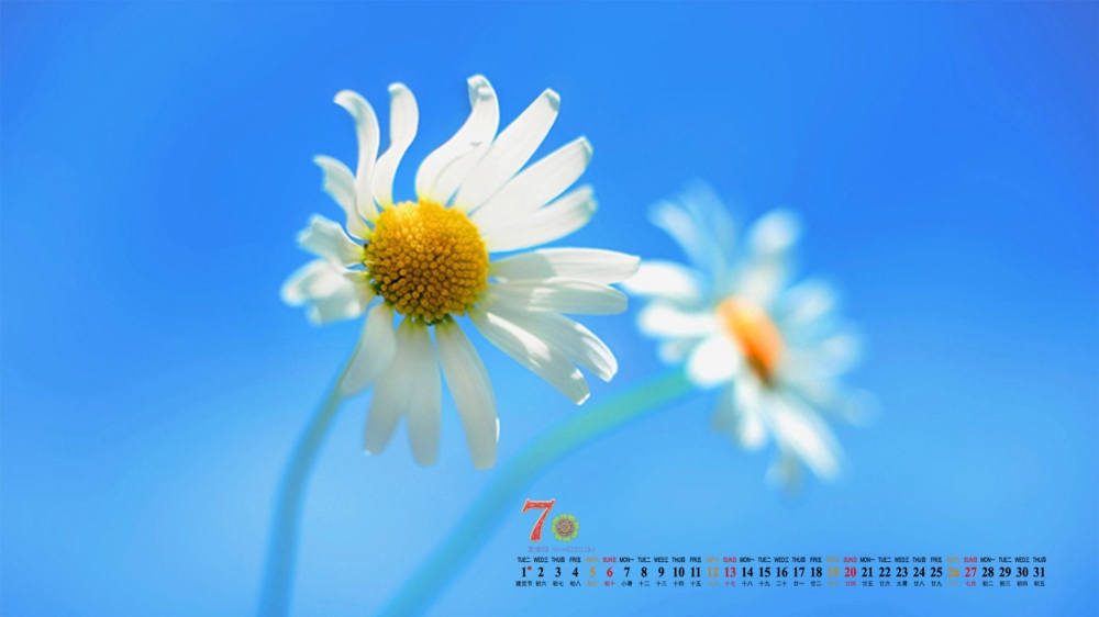 2014年7月日历壁纸夏季小清新素雅唯美花朵