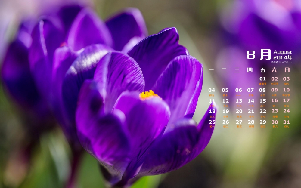 2014年8月日历微距花卉摄影图片win7高清电脑桌面壁纸