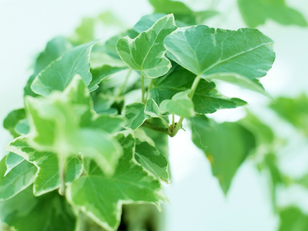 温馨室内花卉植物清新叶子高清图片