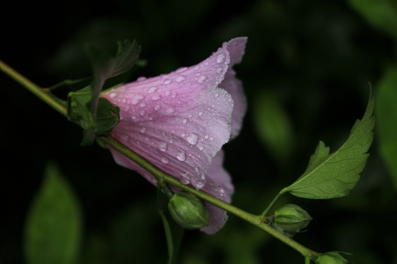 雨后紫色木芙蓉图片