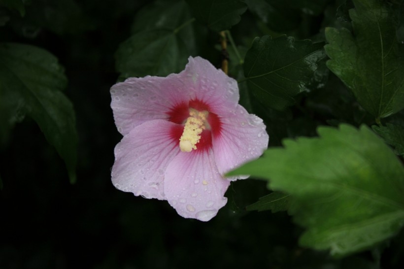 雨后紫色木芙蓉图片