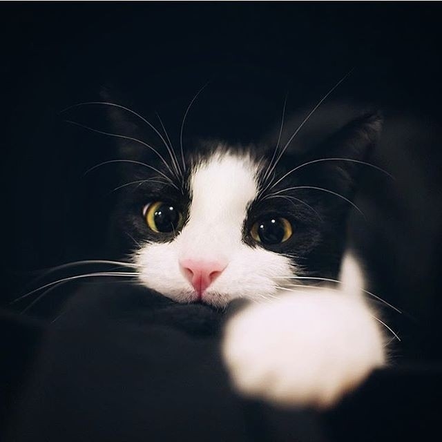 像一只黑猫，厌倦了这个世界的尔虞我诈