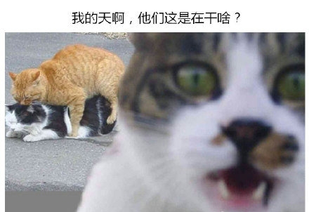 来自单身喵的愤怒