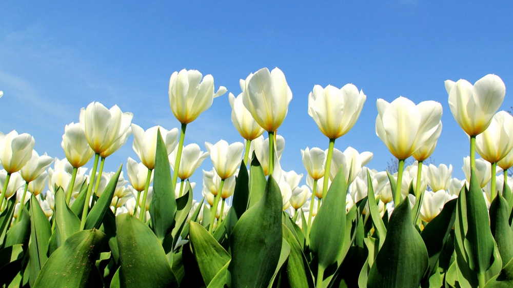 高清郁金香花丛图片