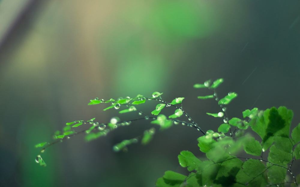 绿色清新护眼植物桌面壁纸图片下载5