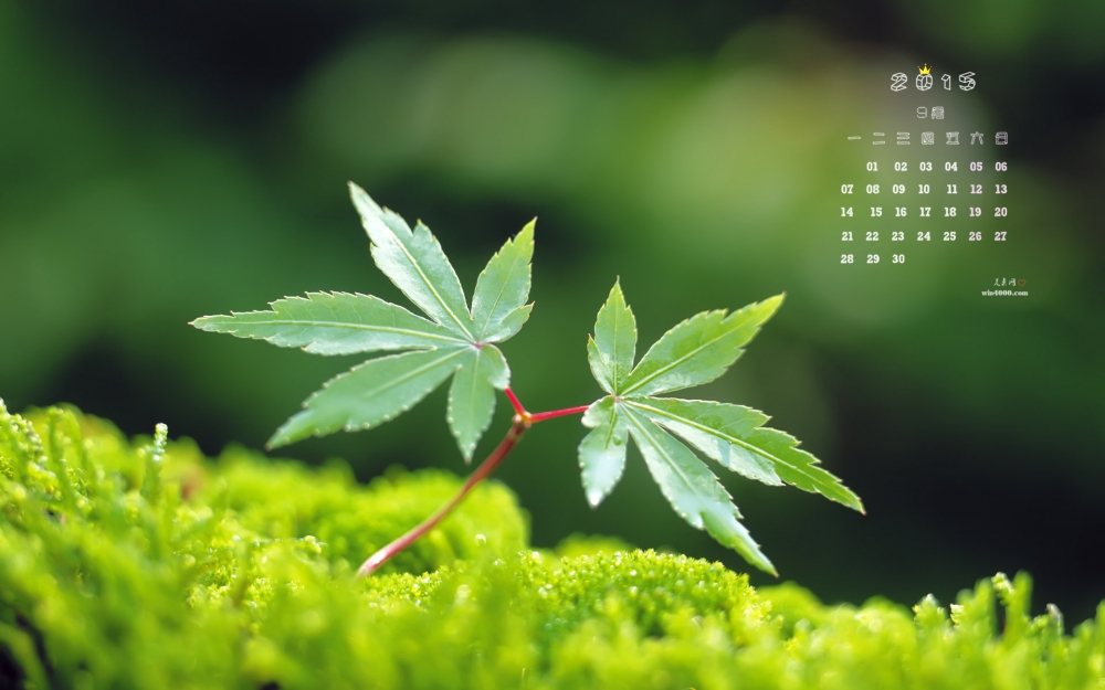 2015年9月日历精选清新绿色植物桌面壁纸图片下载3