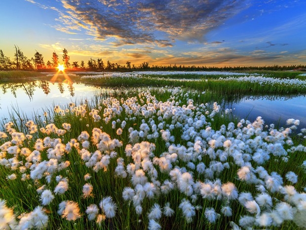 壮观的花海自然风景图片