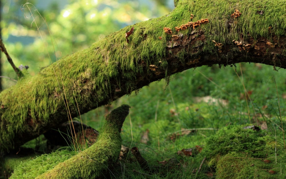 绿色植物青苔清新怡人护眼高清电脑桌面壁纸图片大全