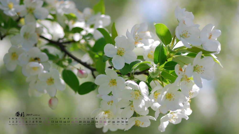 2017年3月小清新花卉植物日历壁纸