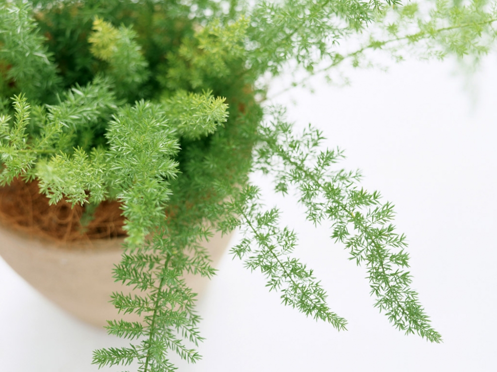 温馨室内花卉植物清新叶子高清图片