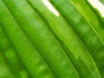 多彩植物
