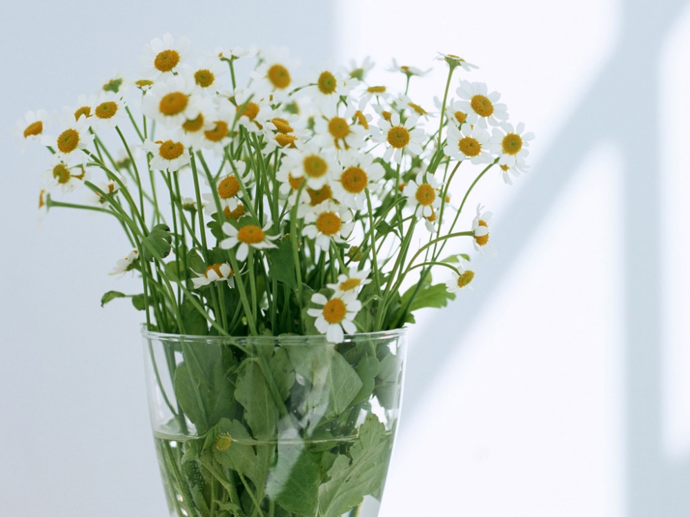温馨室内花卉植物清新叶子高清图片