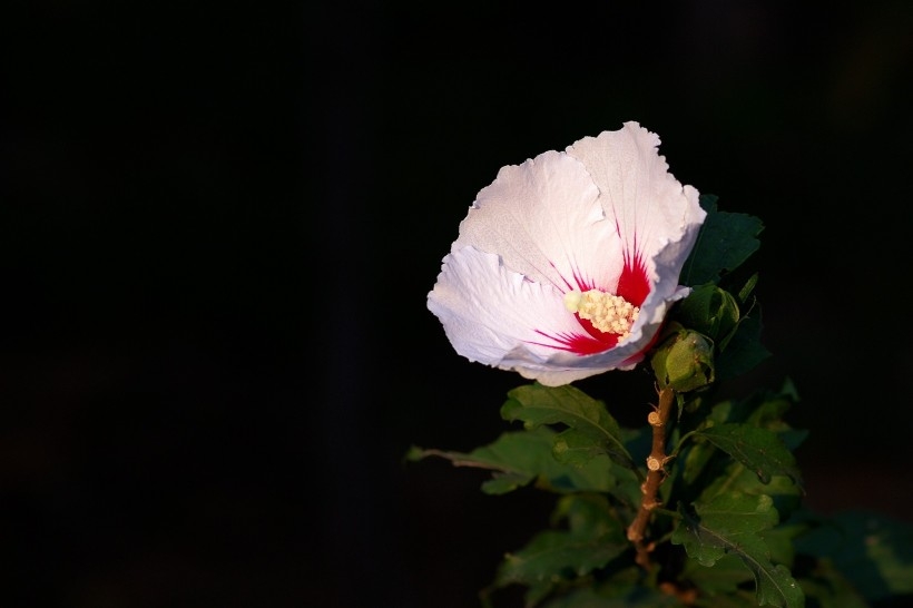 淡雅木槿花图片