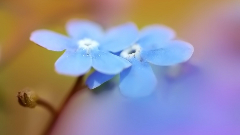 清新的好看花卉图片护眼桌面壁纸高清