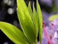 多彩植物