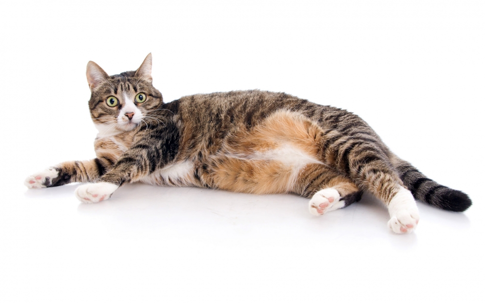 1920猫咪写真 第六辑