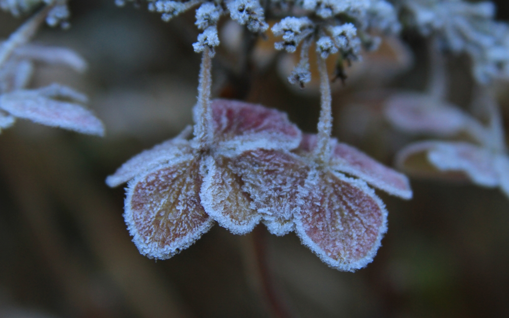 冬天冰雪植物宽屏壁纸