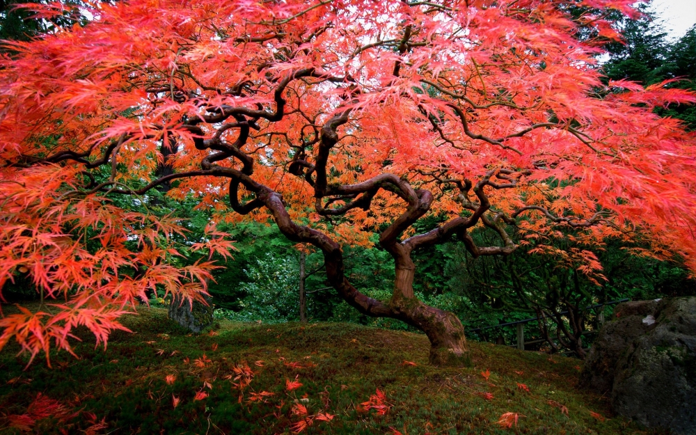 日本秋季后花园摄影宽屏壁纸