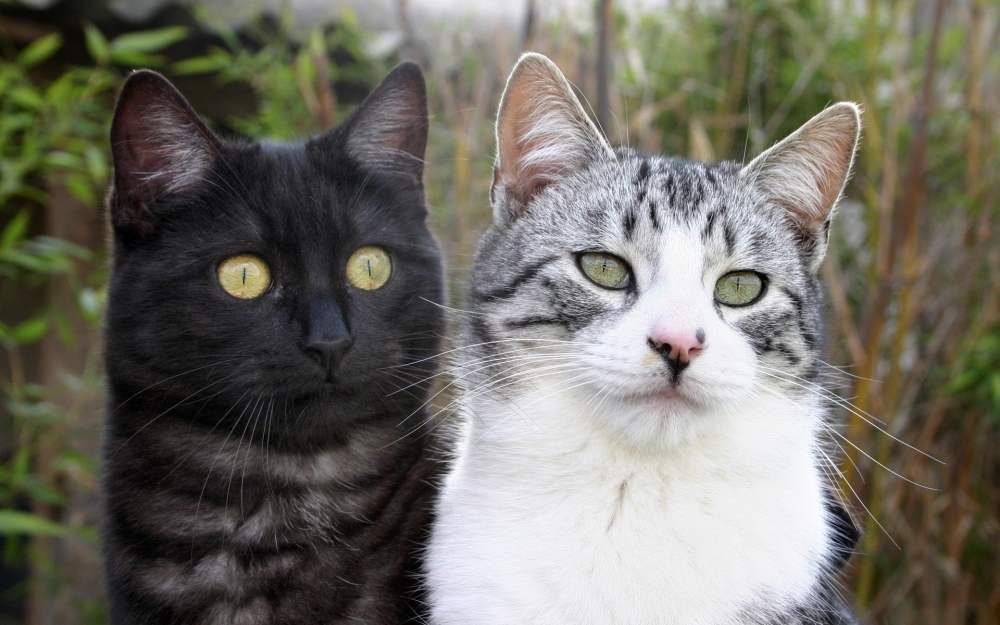 1920猫咪写真 第六辑