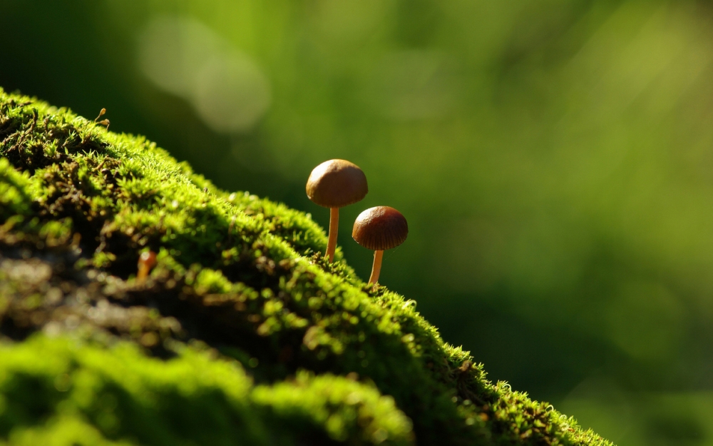 绿色植物青苔清新怡人护眼高清电脑桌面壁纸图片大全