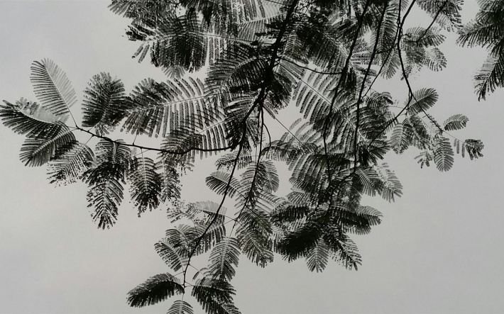 写意水墨画叶子摄影桌面壁纸