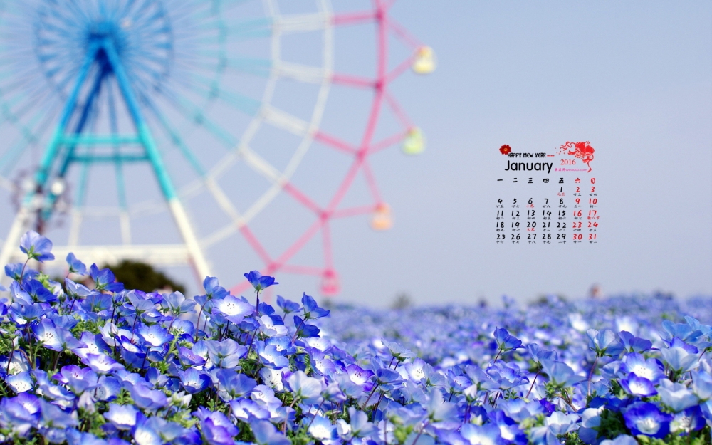 2016年1月日历唯美清新花卉桌面壁纸下载4