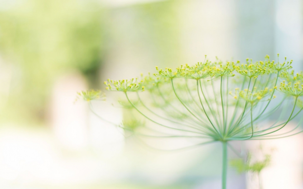小清新绿色护眼花卉植物桌面壁纸下载