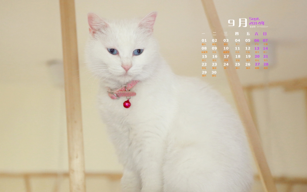 2014年9月日历桌面壁纸可爱的超萌宠物小猫图片