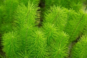 植物图：绿色植物