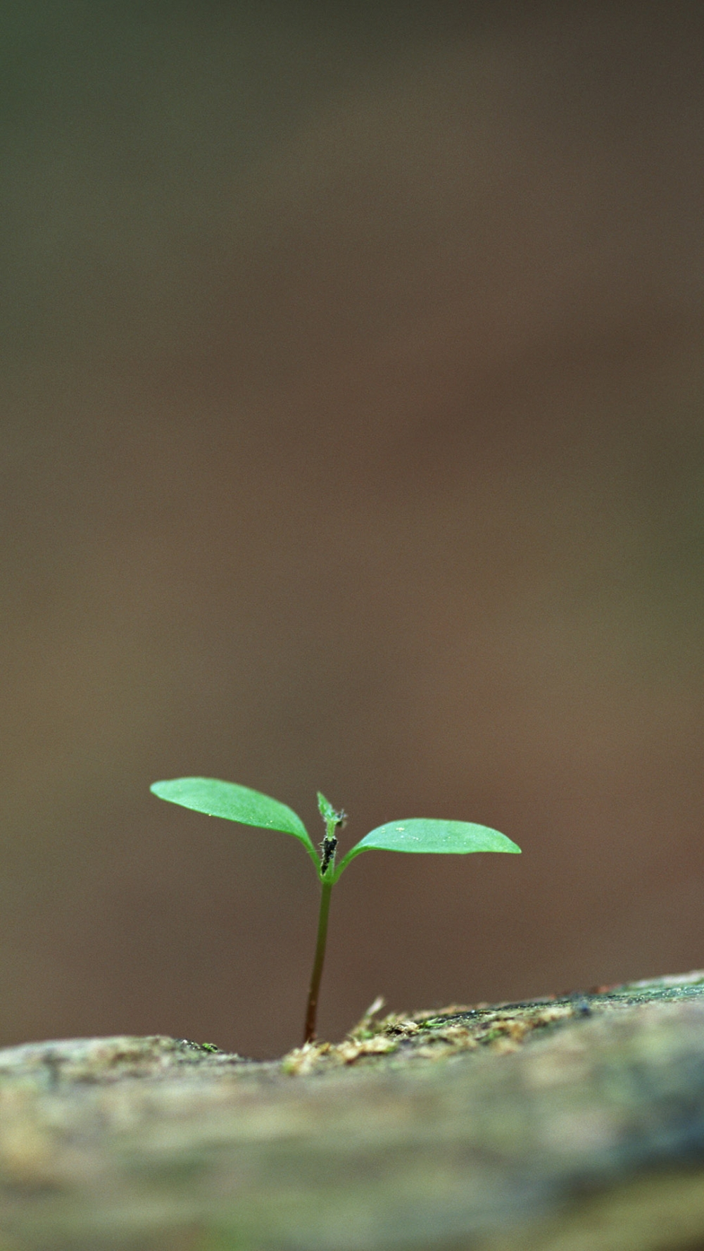 小绿芽小清新手机壁纸图片