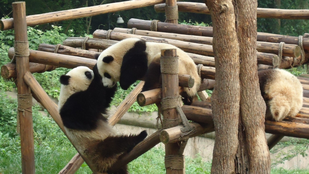 精选可爱的大熊猫高清摄影图片电脑桌面壁纸5