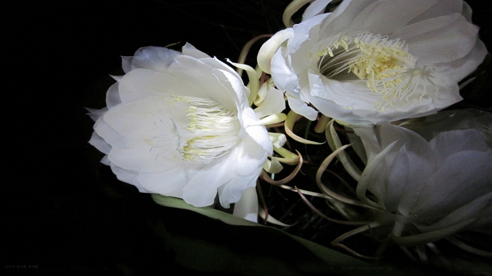 白色的昙花
