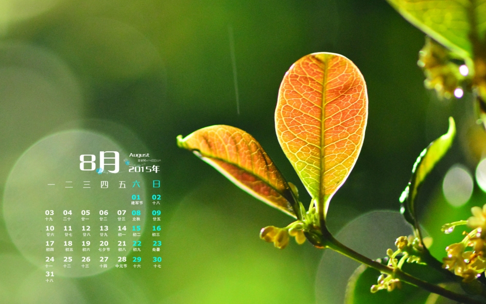 2015年8月日历精选树叶桌面壁纸下载
