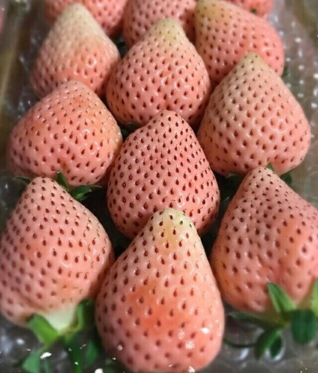 拥有草莓届最高颜值の草莓