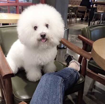 Your Dog.