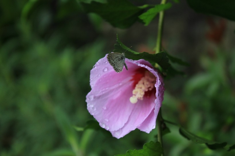 雨后紫色木芙蓉图片