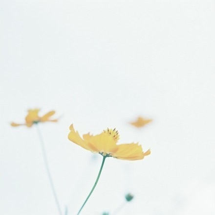 错过了花期花怪谁小清新伤感图片